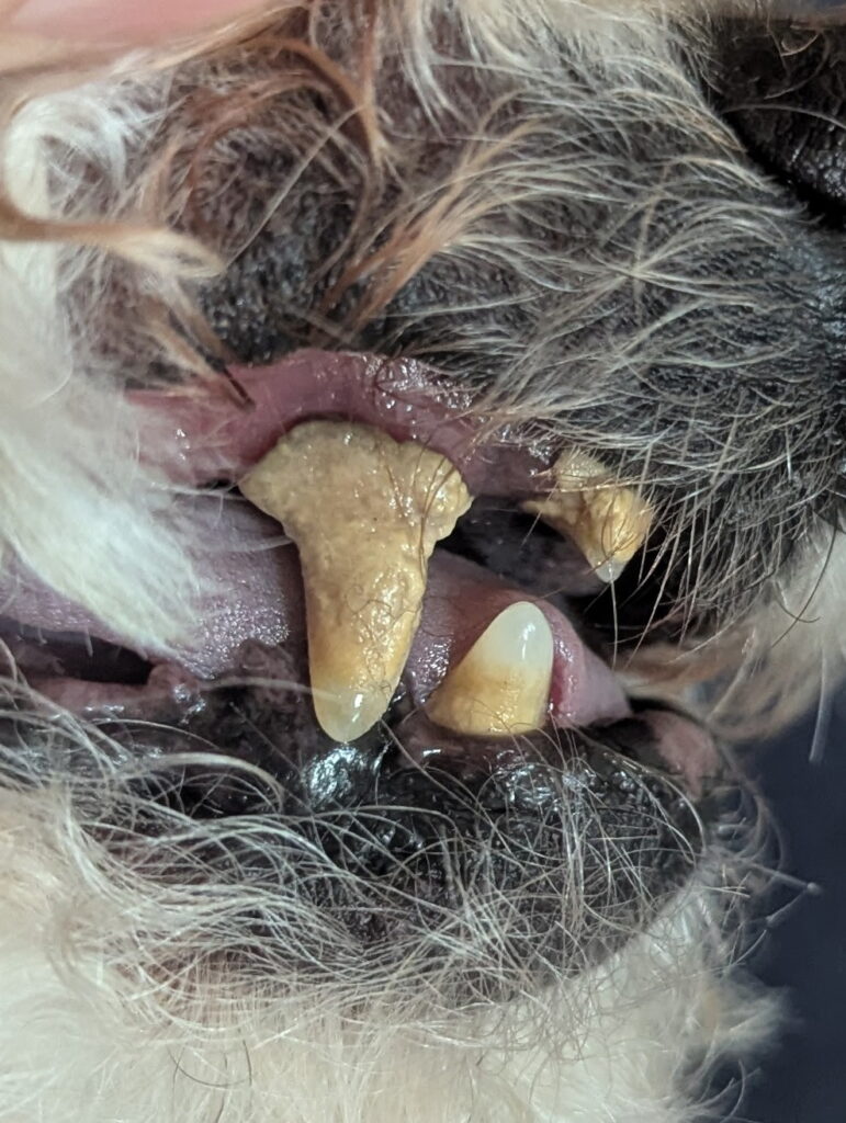 Before plaque removed. Doggie Dental offers safe, natural, anesthesia-free plaque removal for dogs in Calgary. Book your gentle cleaning today!