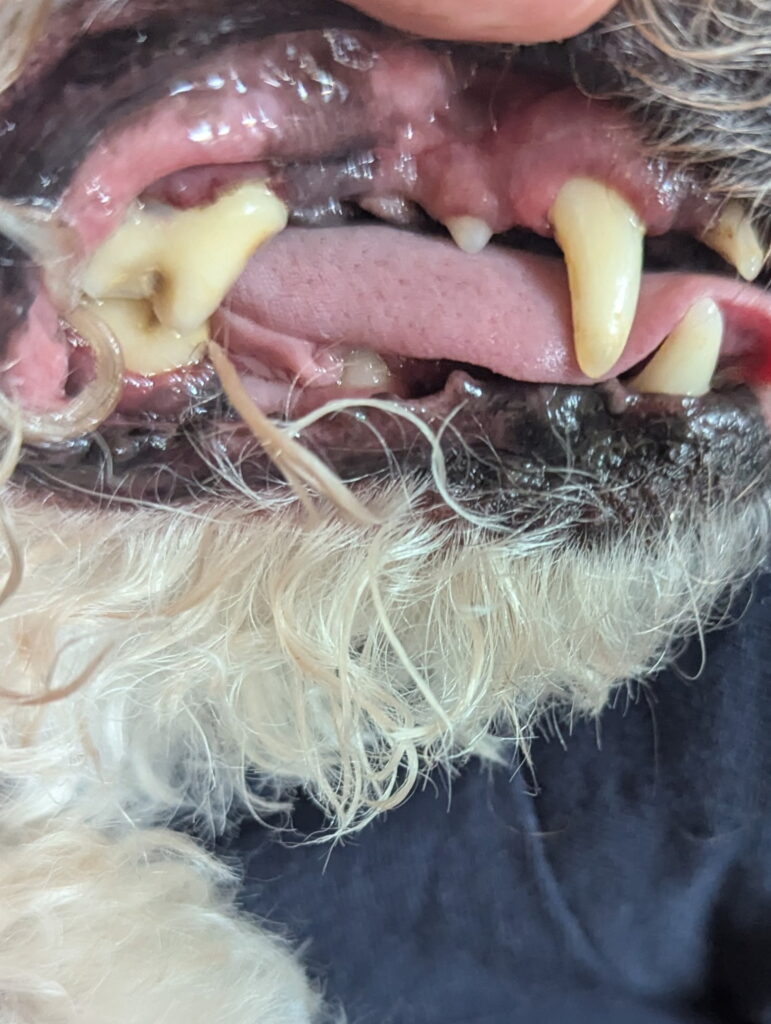 after plaque removed. Doggie Dental offers safe, natural, anesthesia-free plaque removal for dogs in Calgary. Book your gentle cleaning today!