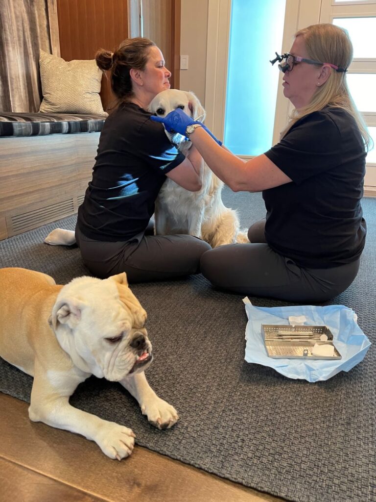 Doggie Dental offers safe, natural, anesthesia-free plaque removal for dogs in Calgary. Book your gentle cleaning today!