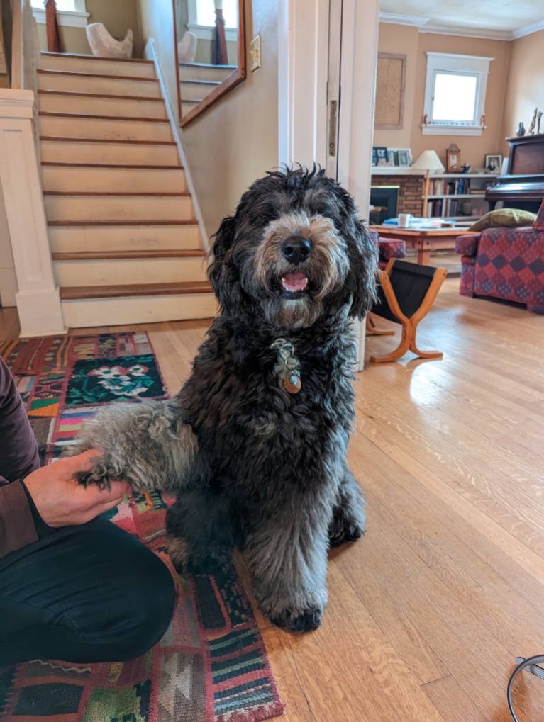 Doggie Dental offers safe, natural, anesthesia-free plaque removal for dogs in Calgary. Book your gentle cleaning today!